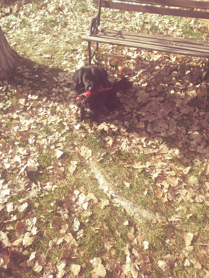 Dog