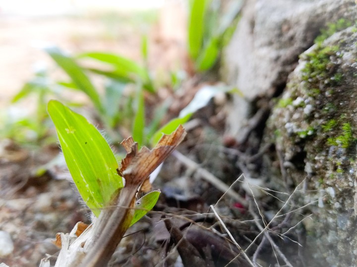 Grass