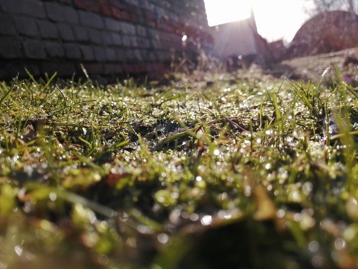 GRASS, RAIN