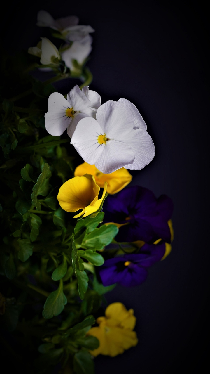flowers