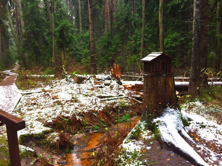 somewhere in the forest