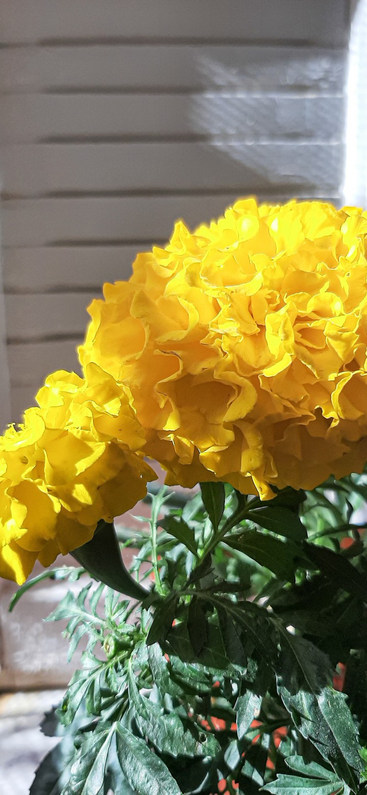 sunshine