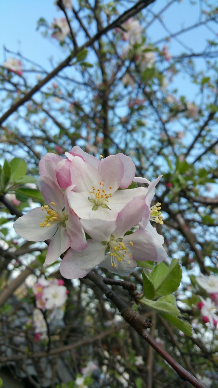 blossom