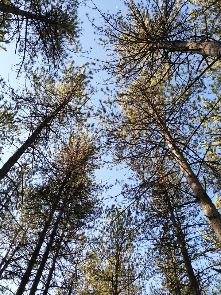 Pinos altos y esbeltos