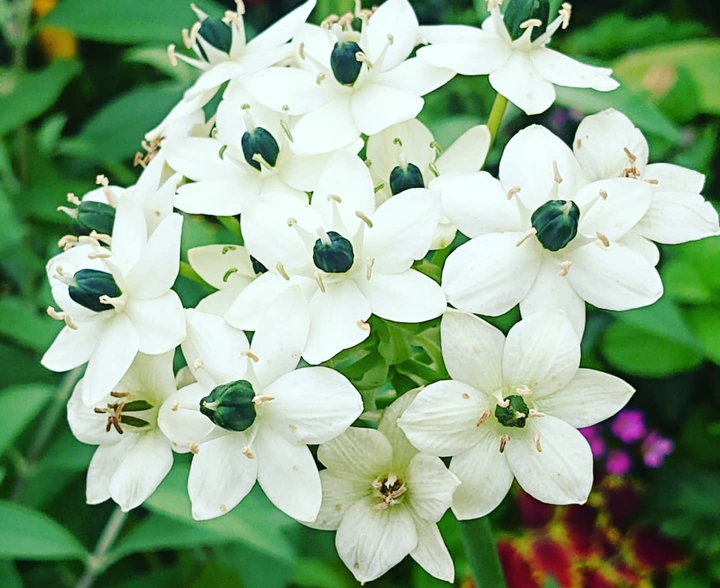 flower 2