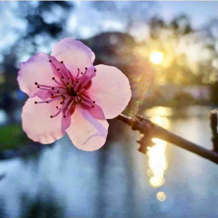 JARDÍN JAPONÉS BUENOS AIRES ARGENTINA ??