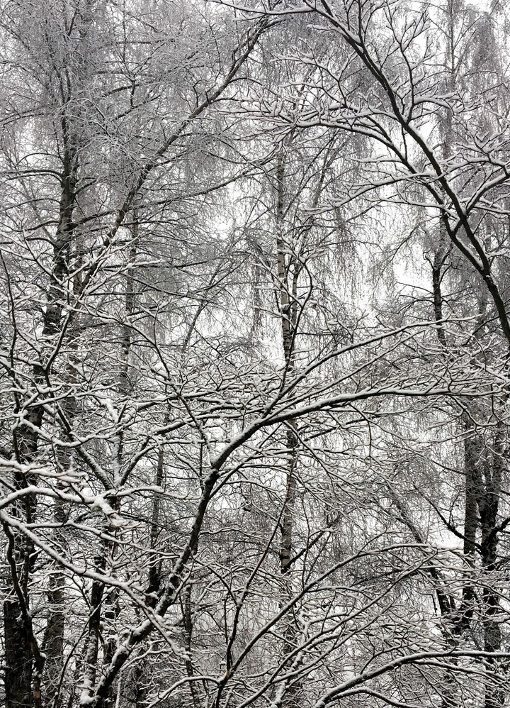 snow ❄️