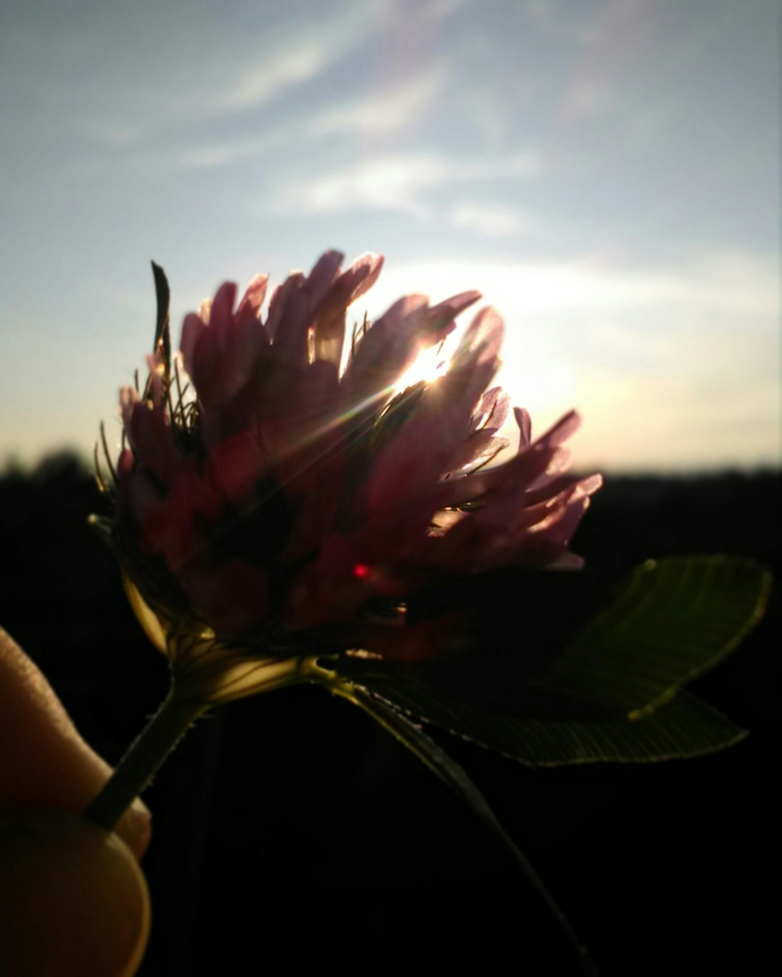 Clover and Sun