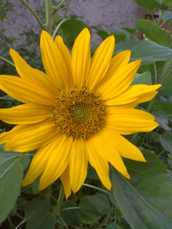 sonnenblume