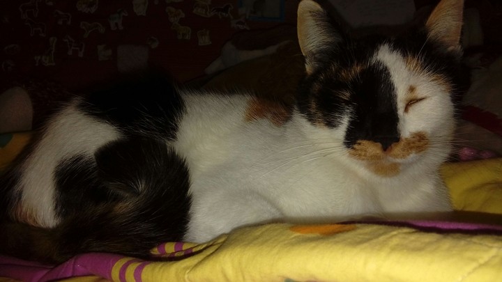 My cat Sissy❤