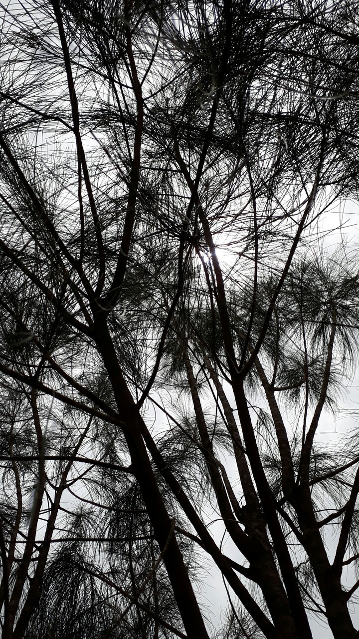 tree black