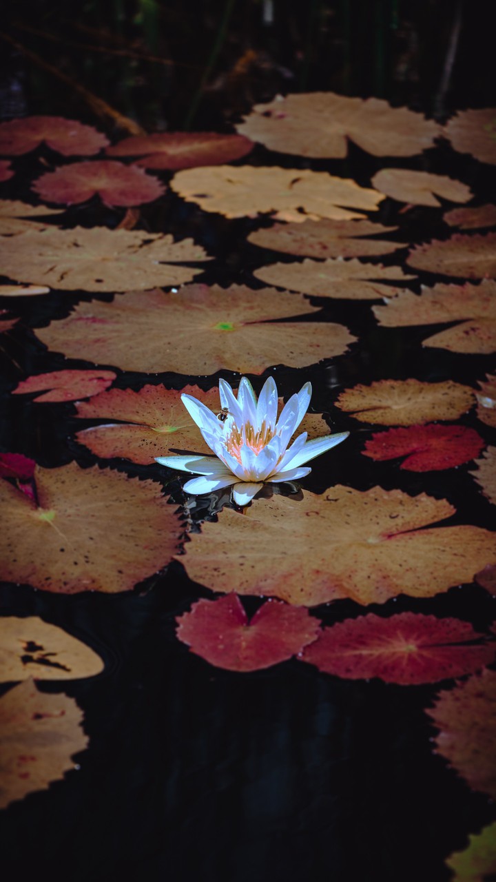 Flor de agua