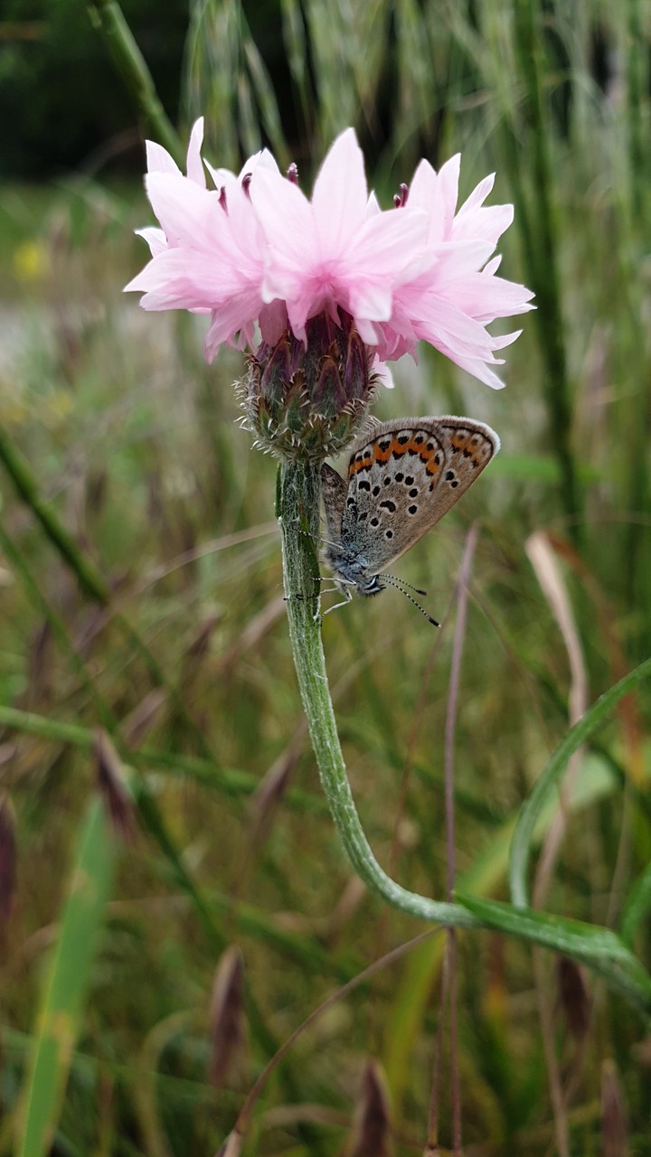 butterfly & flower