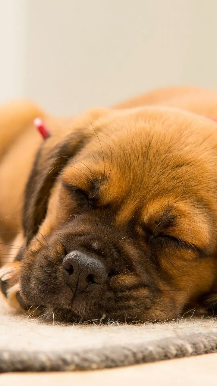 sleepy dog 