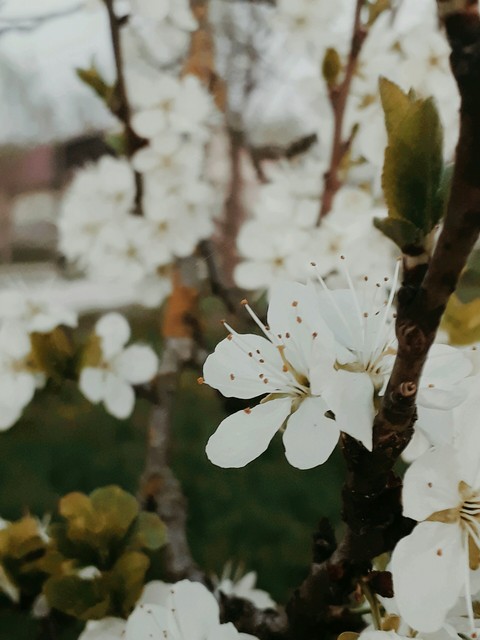 Spring ^_^