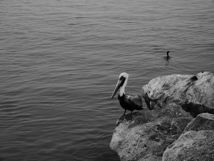 Pelican