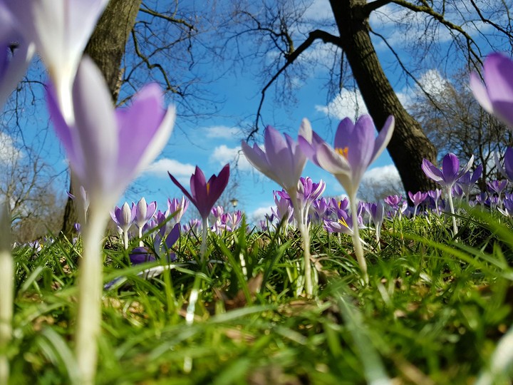 Blumen