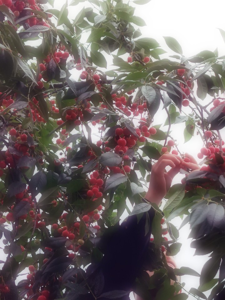 Cerises