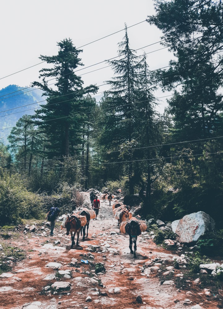 wilderness