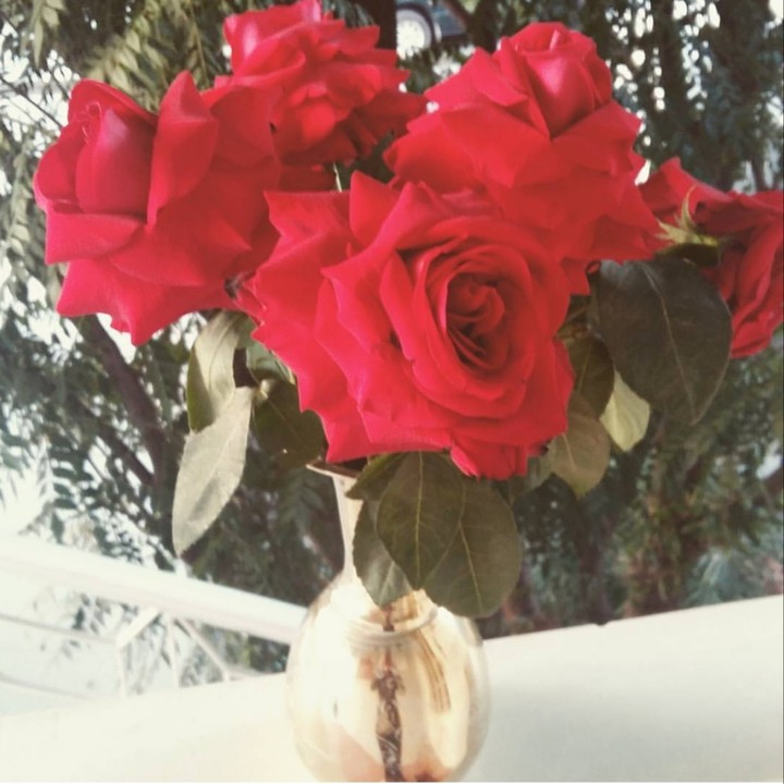Beautiful roses