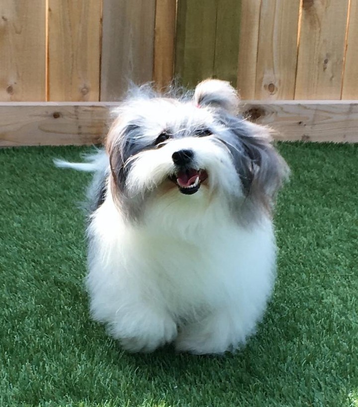 Dog