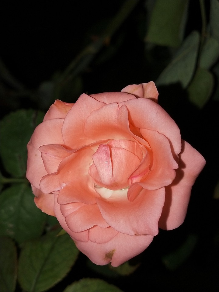 ? Rose