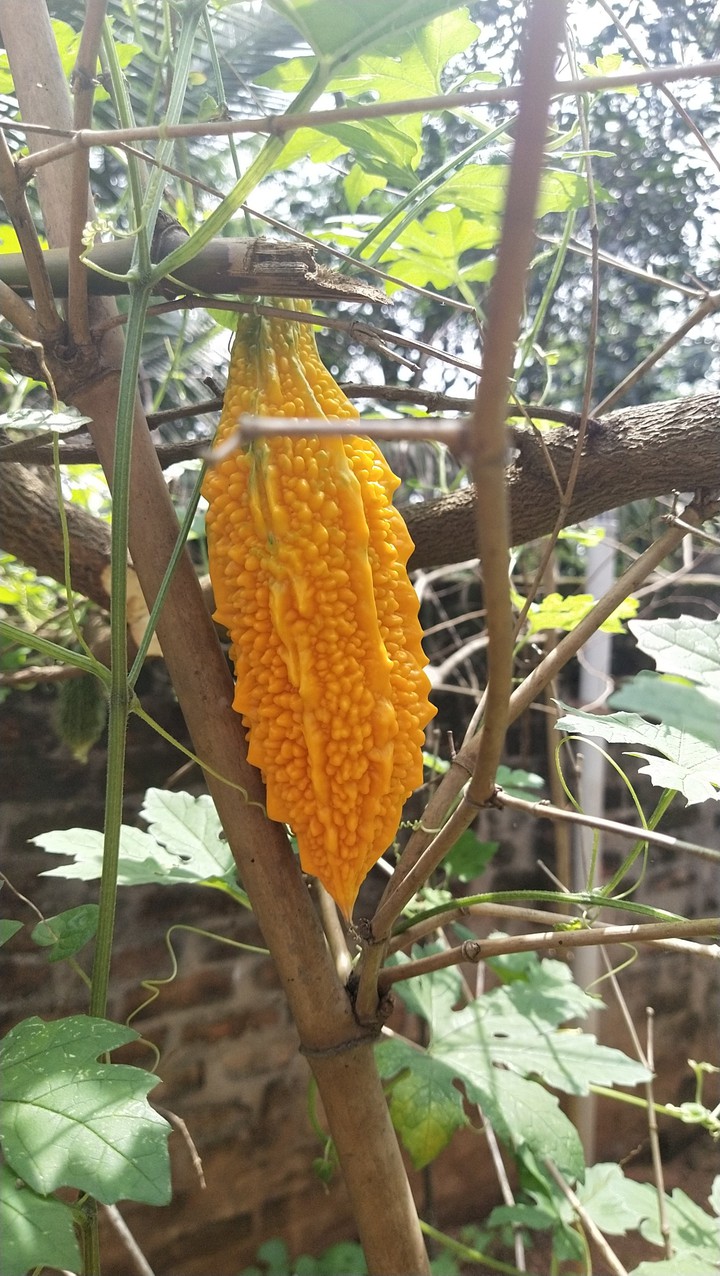 Yellow Bitter guard