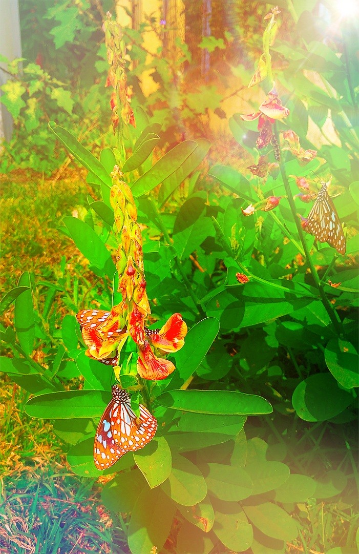butterfly