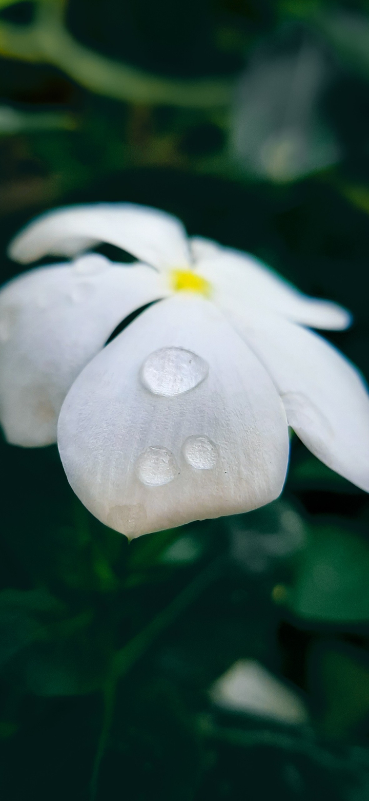 Flower drop