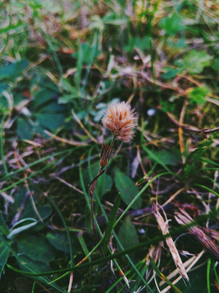 Flower of grass