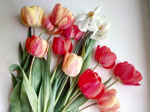 petal, flower壁纸