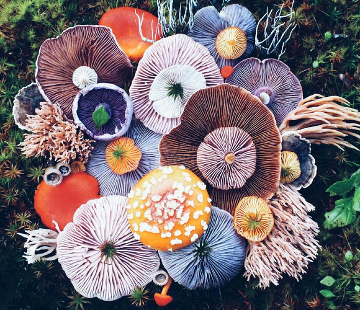 Colored mushrooms