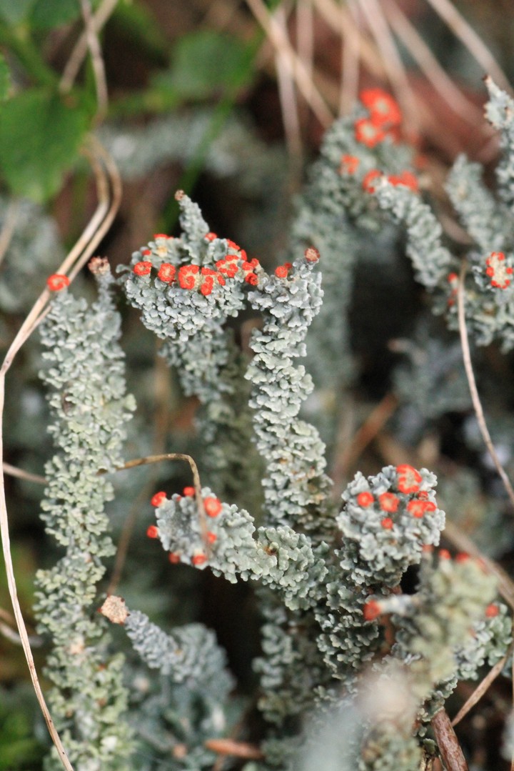 lichen