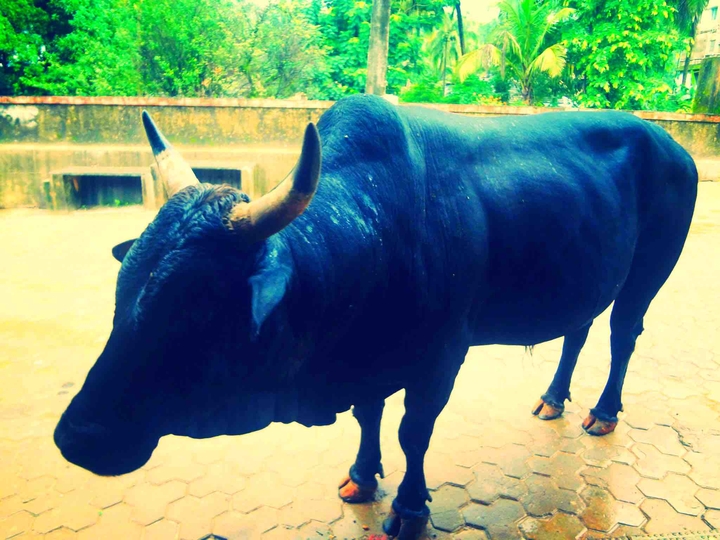 Bull