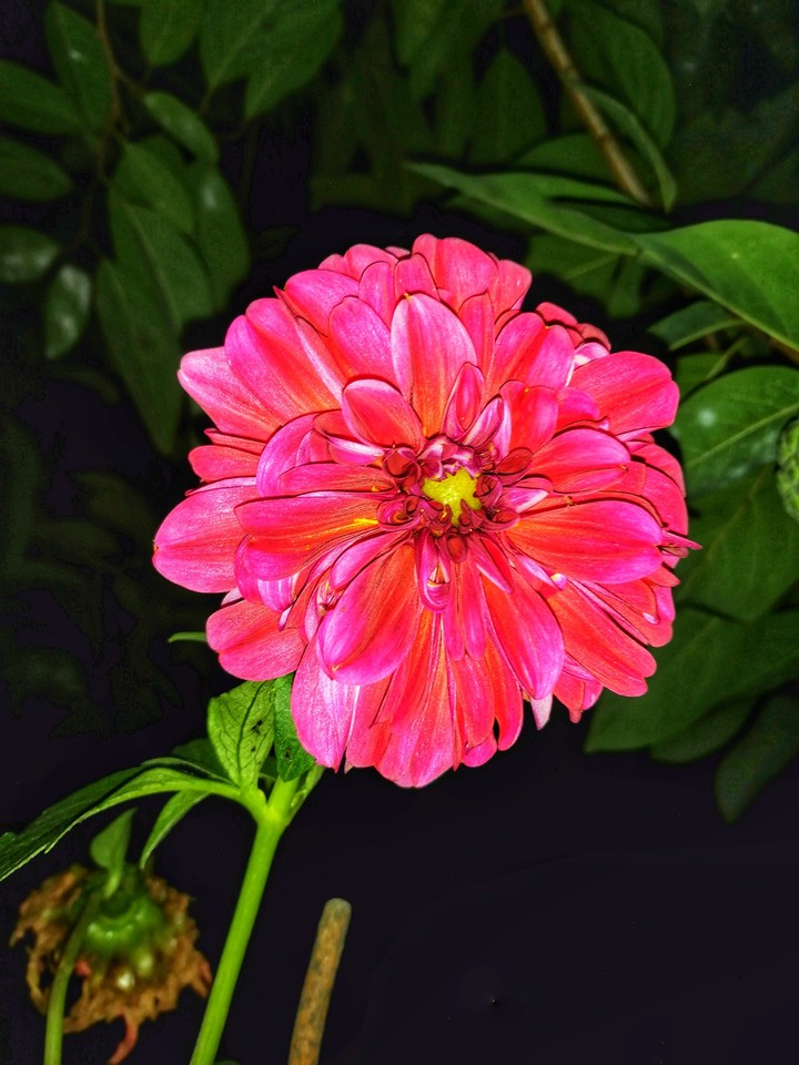 flowers wallpaper