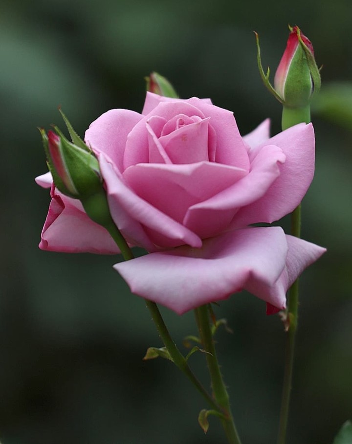 Roses