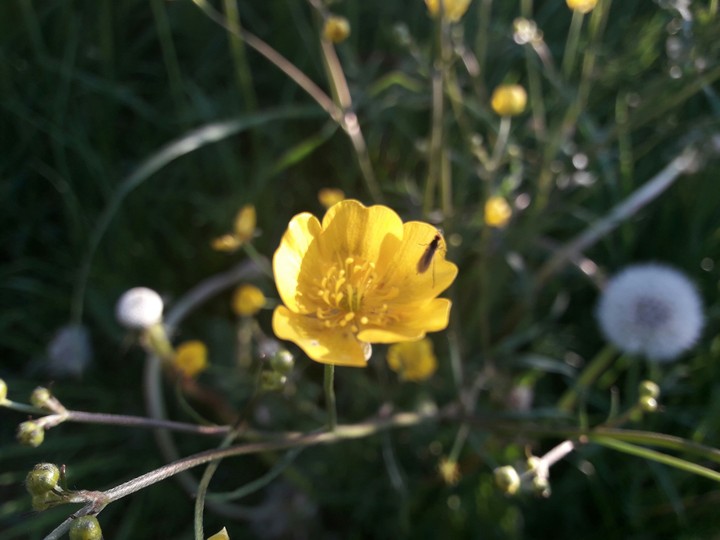 Bug on flower