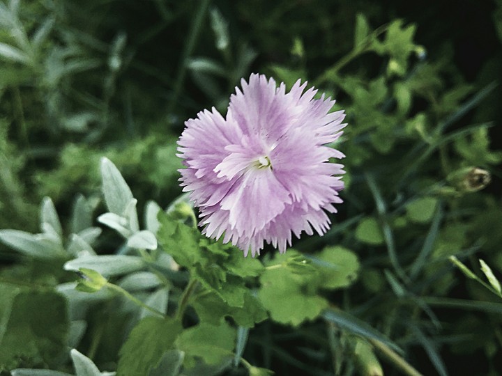 flower and grass