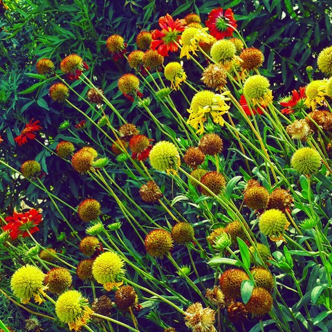 Flower