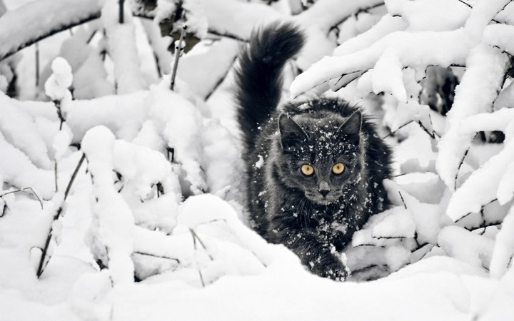 кот