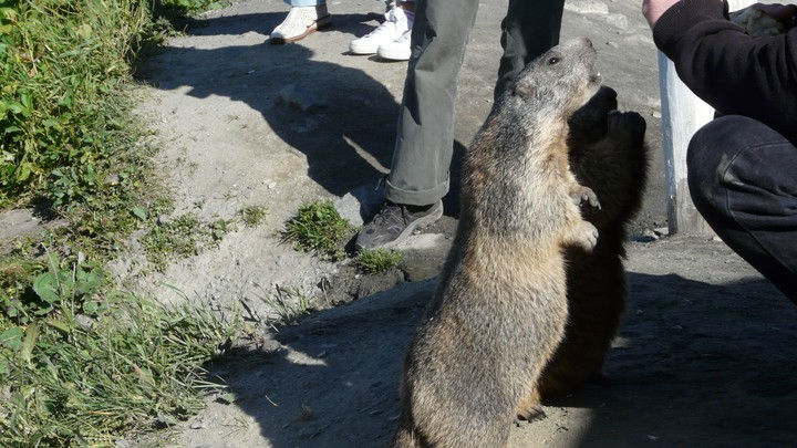 Und immer grüßt das Murmeltier