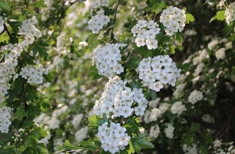 шпалери plant, flower