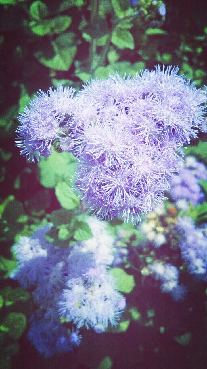 Nature Floss Flower