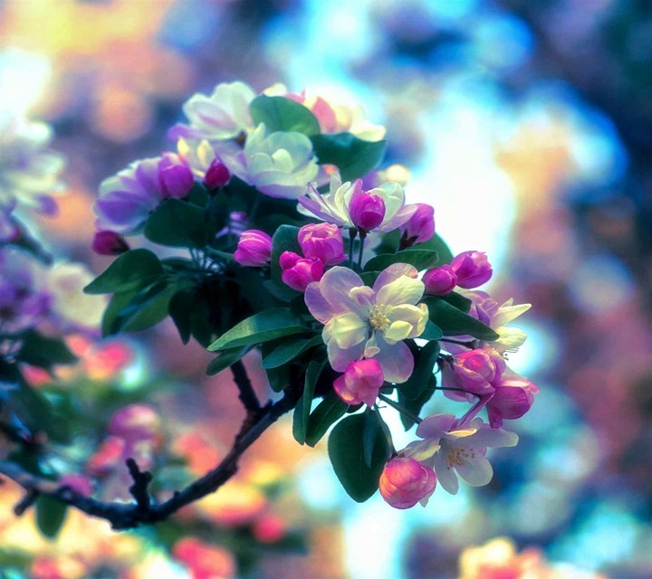 beautiful flowers