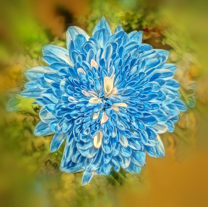 blossom