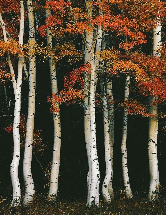 Autumn