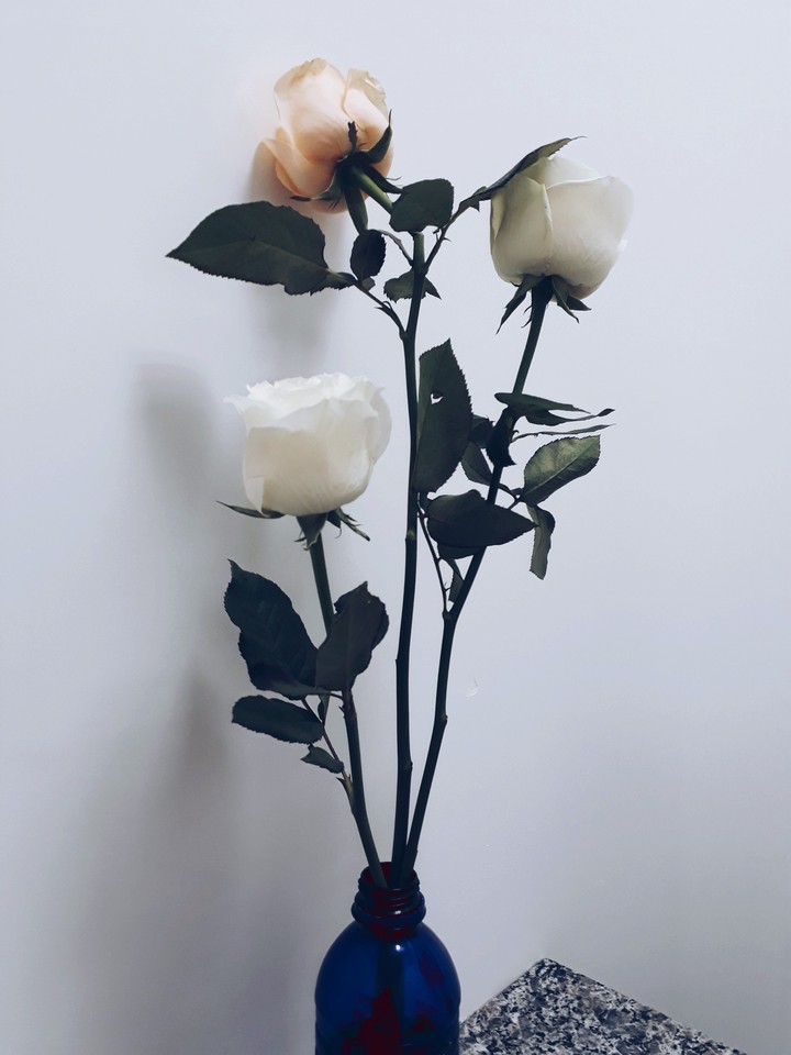 rosas