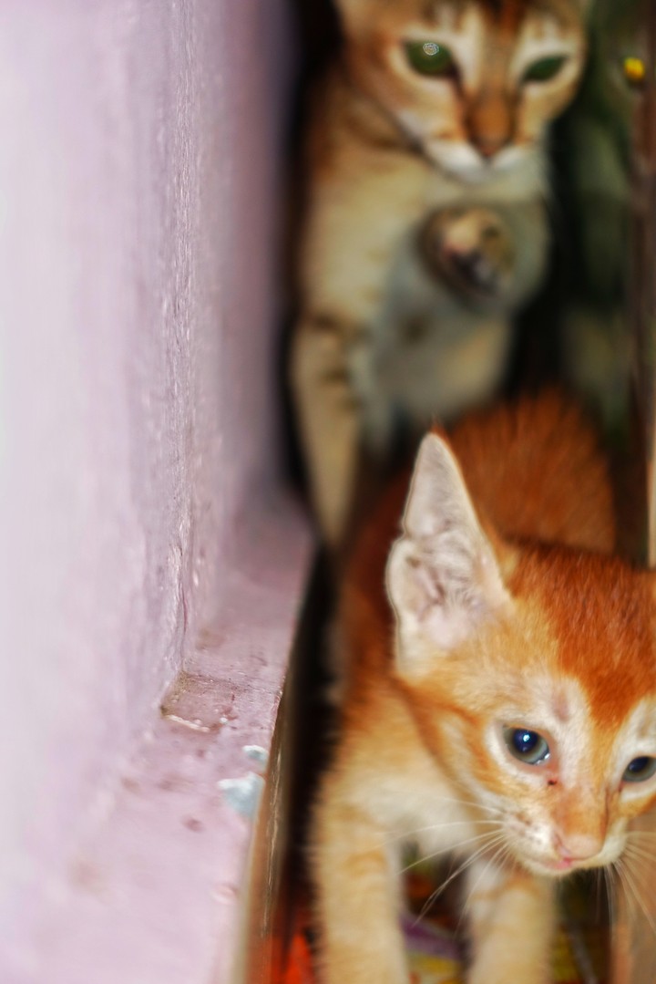 cat
