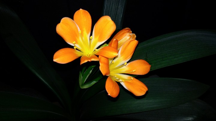 Clivia