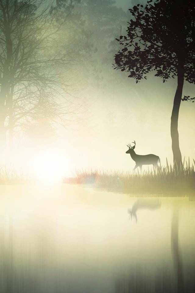 deer